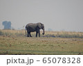 ボツワナ　チョベ国立公園 65078328