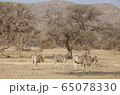 ボツワナ　チョベ国立公園 65078330