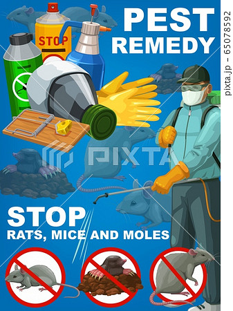 Pest remedy, rodents extermination, deratization Pest remedy, rodents extermination, deratization 65078592