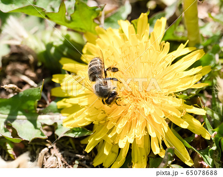 ニホンミツバチ 65078688
