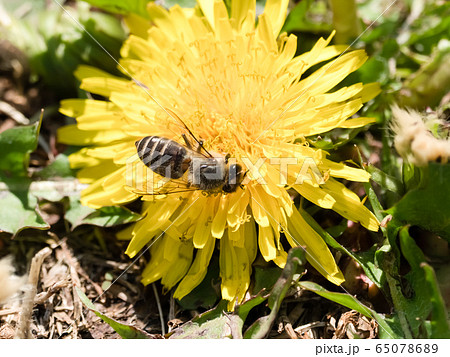 ニホンミツバチ ニホンミツバチ 65078689