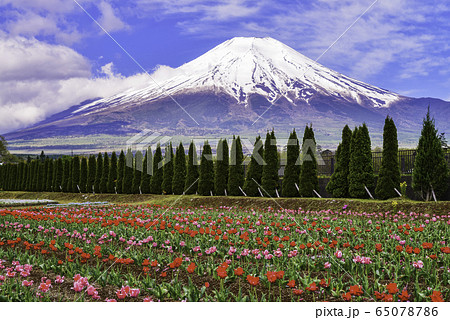 【山梨県】花の都公園　チューリップのお花畑と富士山 65078786
