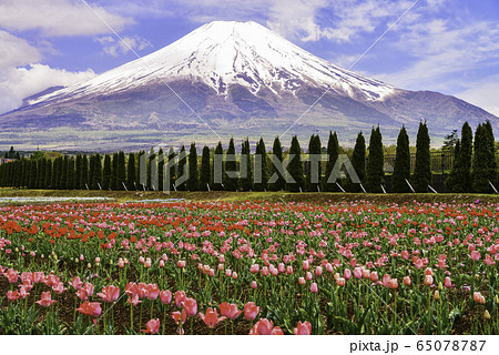 【山梨県】花の都公園 チューリップのお花畑と富士山 【山梨県】花の都公園 チューリップのお花畑と富士山 65078787