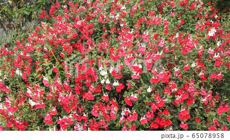 5月の花 65078958