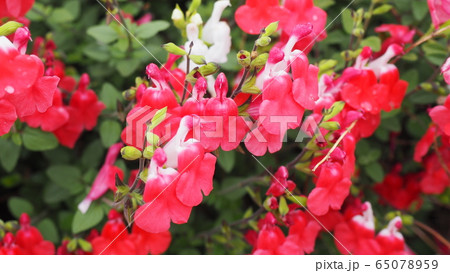 5月の花 65078959