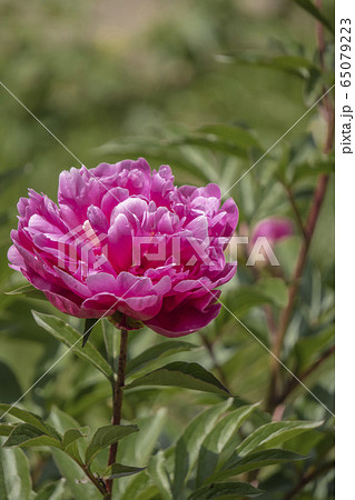 モスグリーンの背景に大輪の牡丹の花の写真素材