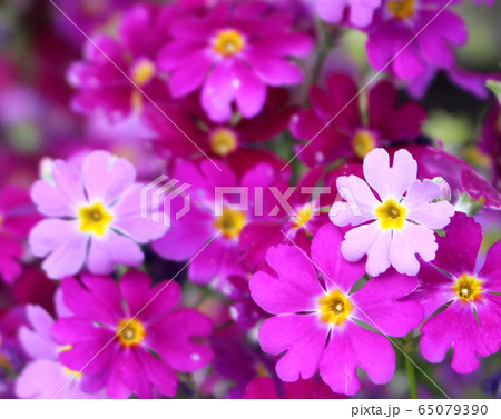 桜草 65079390