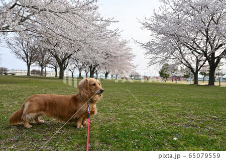 ミニチュアアックスのお花見の写真素材