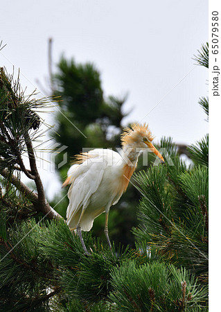 アマサギ アマサギ 65079580