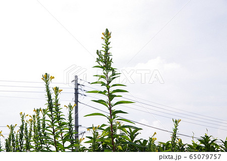 空に伸びる待宵草 65079757