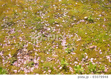 桜散る 桜散る 65079948