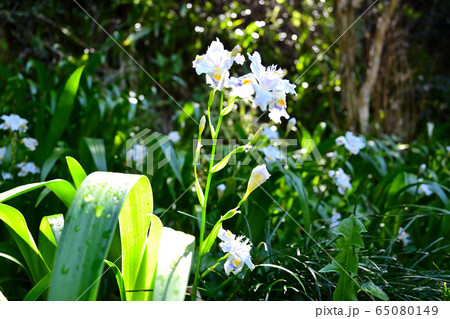 シャガの花 65080149