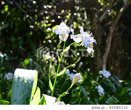 シャガの花 65080150