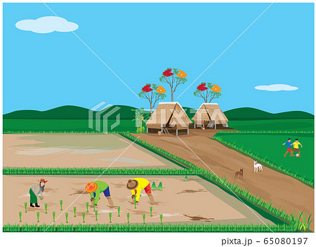 farmer transplant rice seeding vector design 65080197