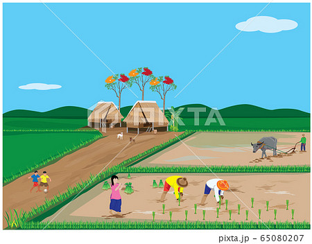 farmer transplant rice seeding vector design 65080207