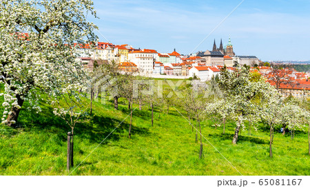 Spring in Prague. Blooming trees and lush greenery in Strahov Gardens with Prague Castle on background. Prague, Czech Republic Spring in Prague. Blooming trees and lush greenery in Strahov Gardens with Prague Castle on background. Prague, Czech Republic 65081167