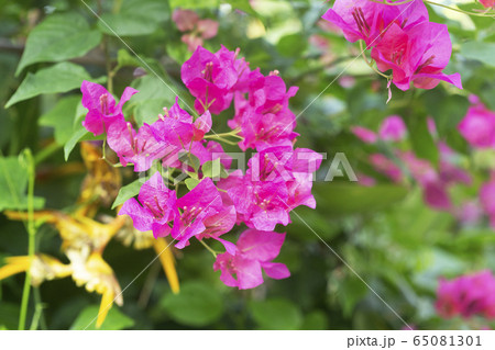 Colorful bougainvillea flowers blossoms Colorful bougainvillea flowers blossoms 65081301