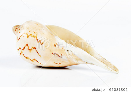 conch cockleshell conch cockleshell 65081302