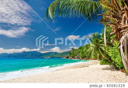 Beautiful Anse Soleil beach with palm tree at 65081329