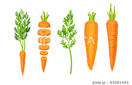 Whole and Chopped Carrot with Top Leaves Vector Set Whole and Chopped Carrot with Top Leaves Vector Set 65081483