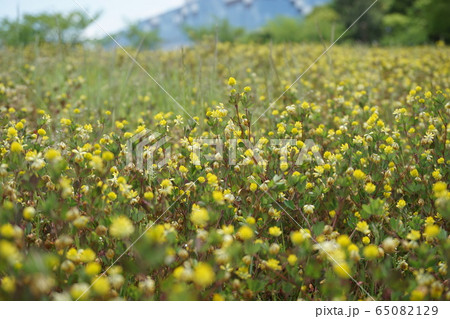 黄色の野草 黄色の野草 65082129