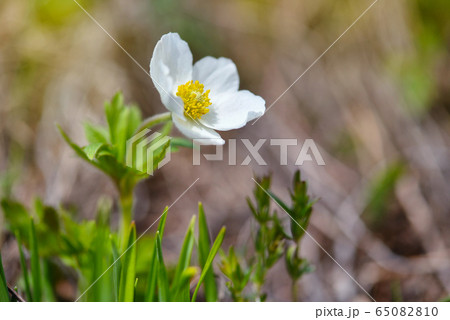 Anemone sylvestris (snowdrop anemone) 65082810