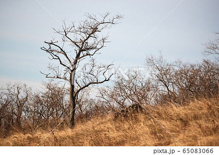 Leafless bare tree on a hill in autumn 65083066