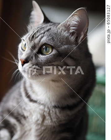 かわいい猫 かわいい猫 65083127