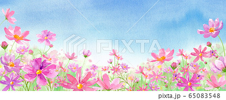 화창한 날의 꽃 코스모스 밭의 풍경, 수채화 일러스트 - 스톡일러스트 [65083548] - Pixta