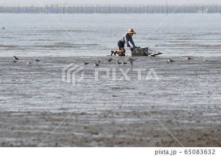 有明海、潟スキー 有明海、潟スキー 65083632