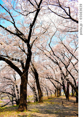 桜の小道 65083639