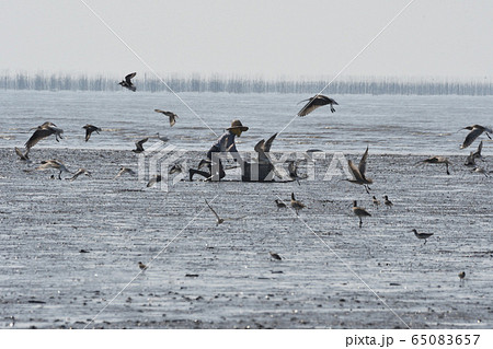 有明海、潟スキー 有明海、潟スキー 65083657