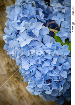 青い紫陽花 65083658