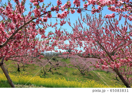 丹霞郷の桃の花満開 65083831