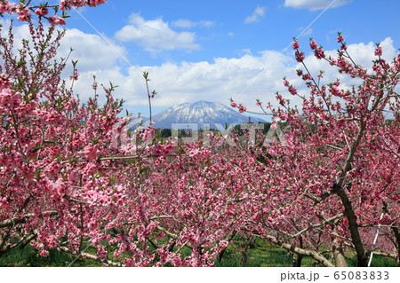 丹霞郷の桃の花満開と黒姫山 65083833