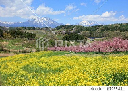 丹霞郷の菜の花と桃の花と黒姫・妙高山 65083834