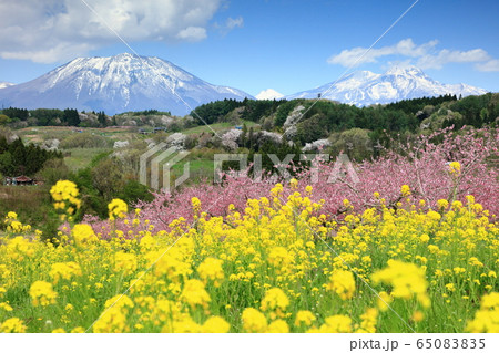 丹霞郷の菜の花と桃の花と黒姫・妙高山と桜遠景 65083835