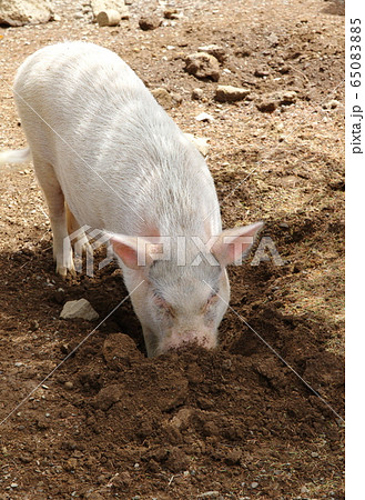 ミニブタ 65083885