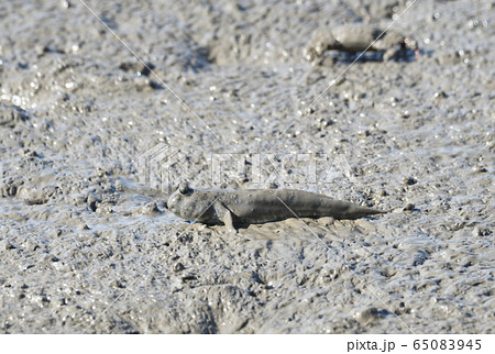 トビハゼ 65083945