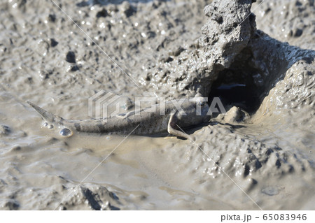 トビハゼ 65083946