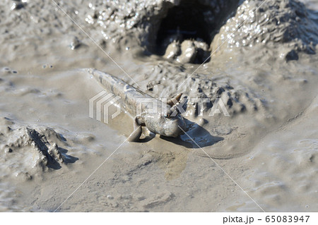 トビハゼ トビハゼ 65083947