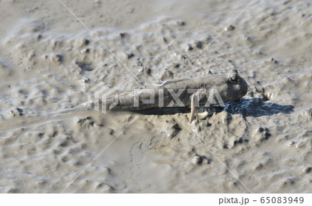 トビハゼ 65083949