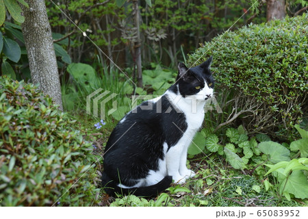 座る猫 65083952