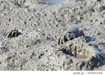 シオマネキ シオマネキ 65084106