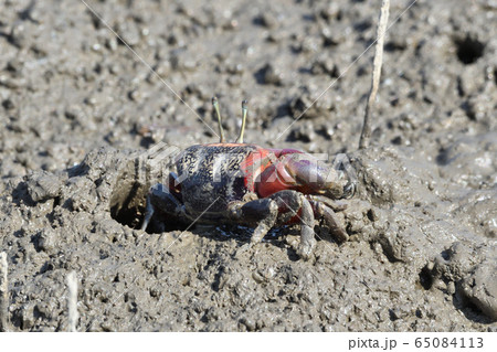 シオマネキ 65084113