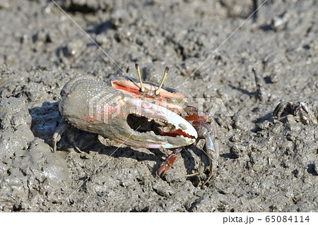 シオマネキ 65084114