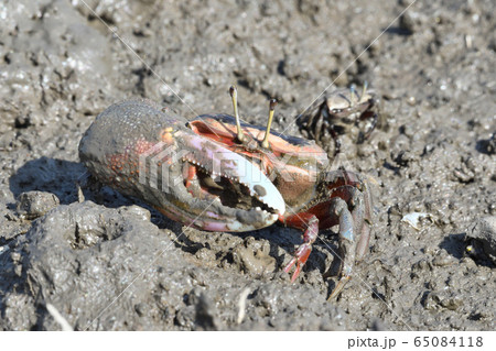 シオマネキ 65084118