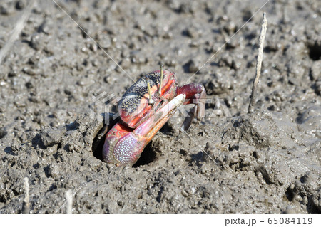 シオマネキ 65084119