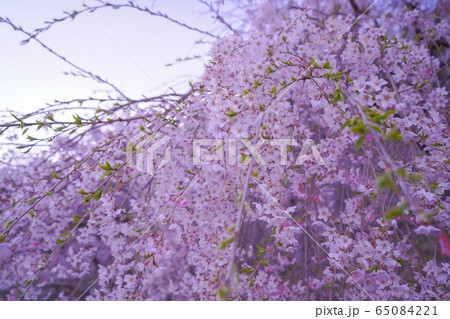 桜2020 桜2020 65084221