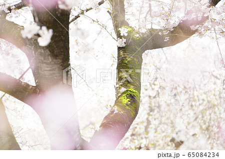 桜2020 桜2020 65084234